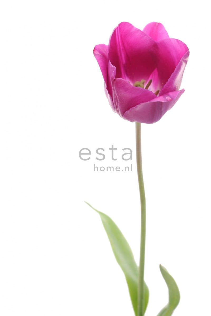 wall mural tulip pink and green 156502