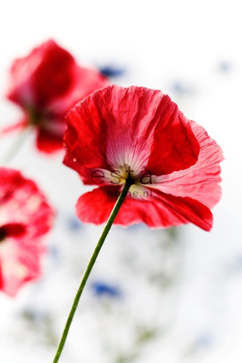 wall mural red poppies red 158003
