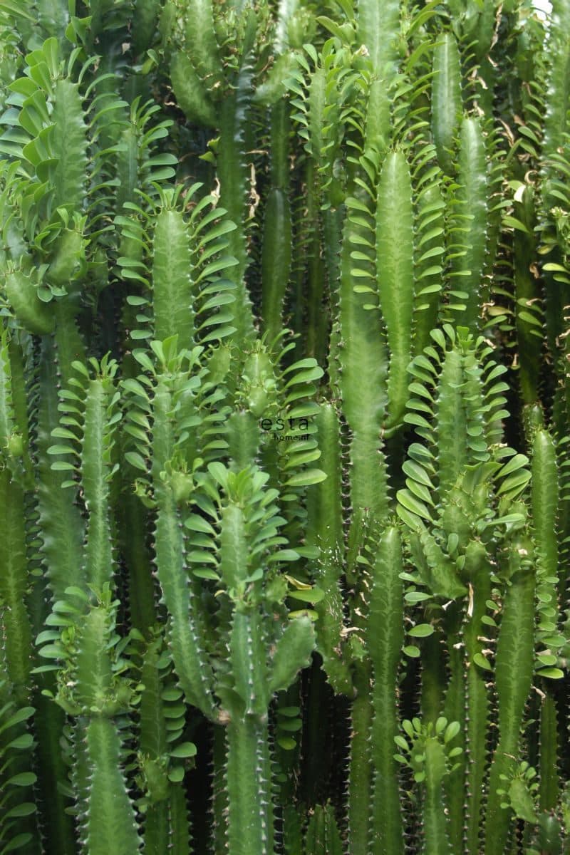 wall mural tropical jungle cactus wall tropical jungle green 158830