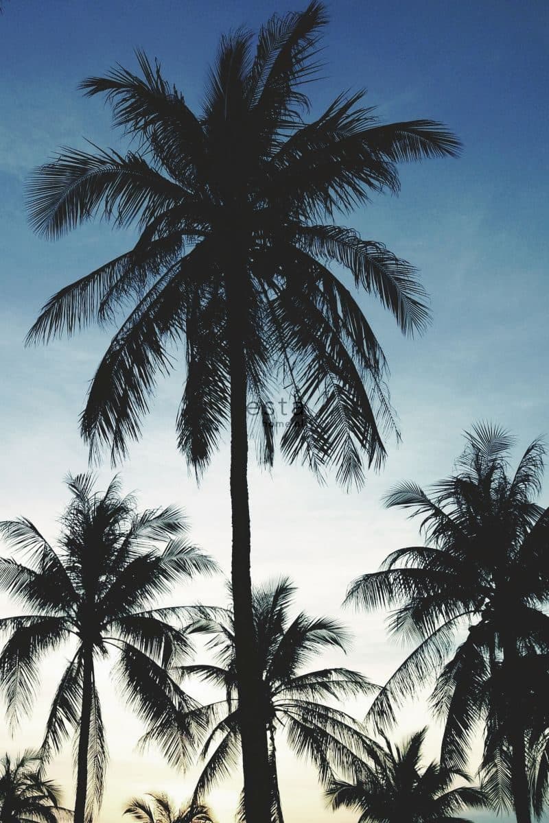 wall mural palm trees blue, black and beige 158849