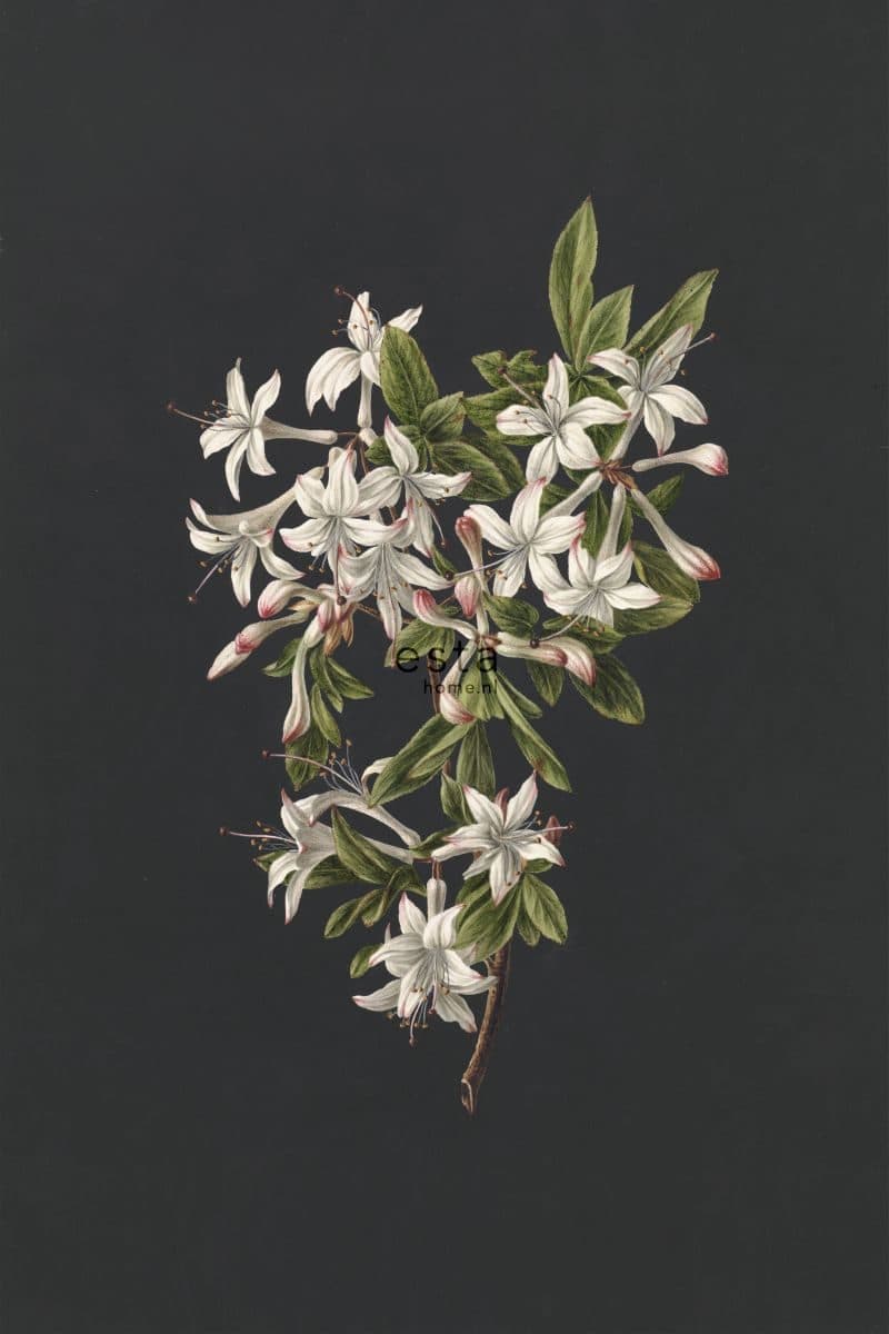 wall mural blossom branch light pink and black 158885