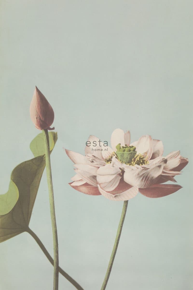 wall mural lotus flower old pink 158890