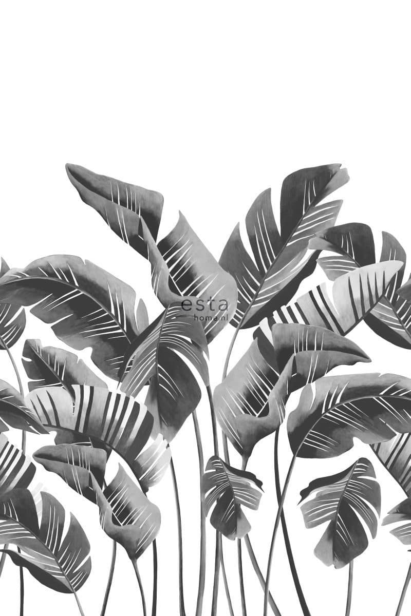 wall mural large banana leaves black and white 158907