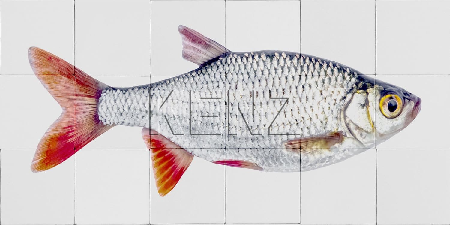 wall sticker fish gray and red 159029