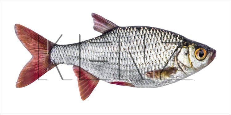 wall sticker fish gray and red 159039