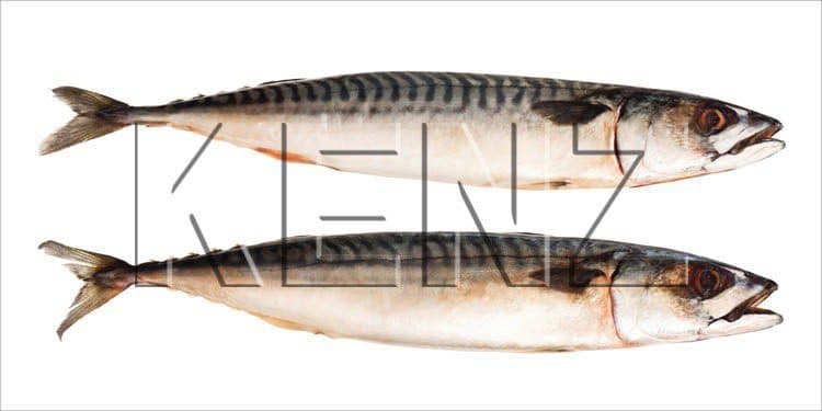 wall sticker fish gray 159040