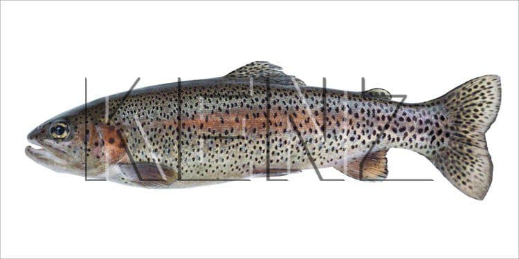 wall sticker fish warm gray and salmon pink 159041