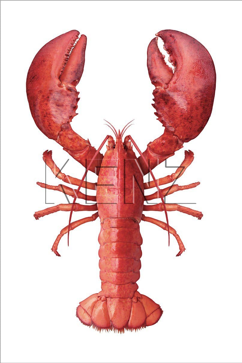 wall sticker lobster red 159045