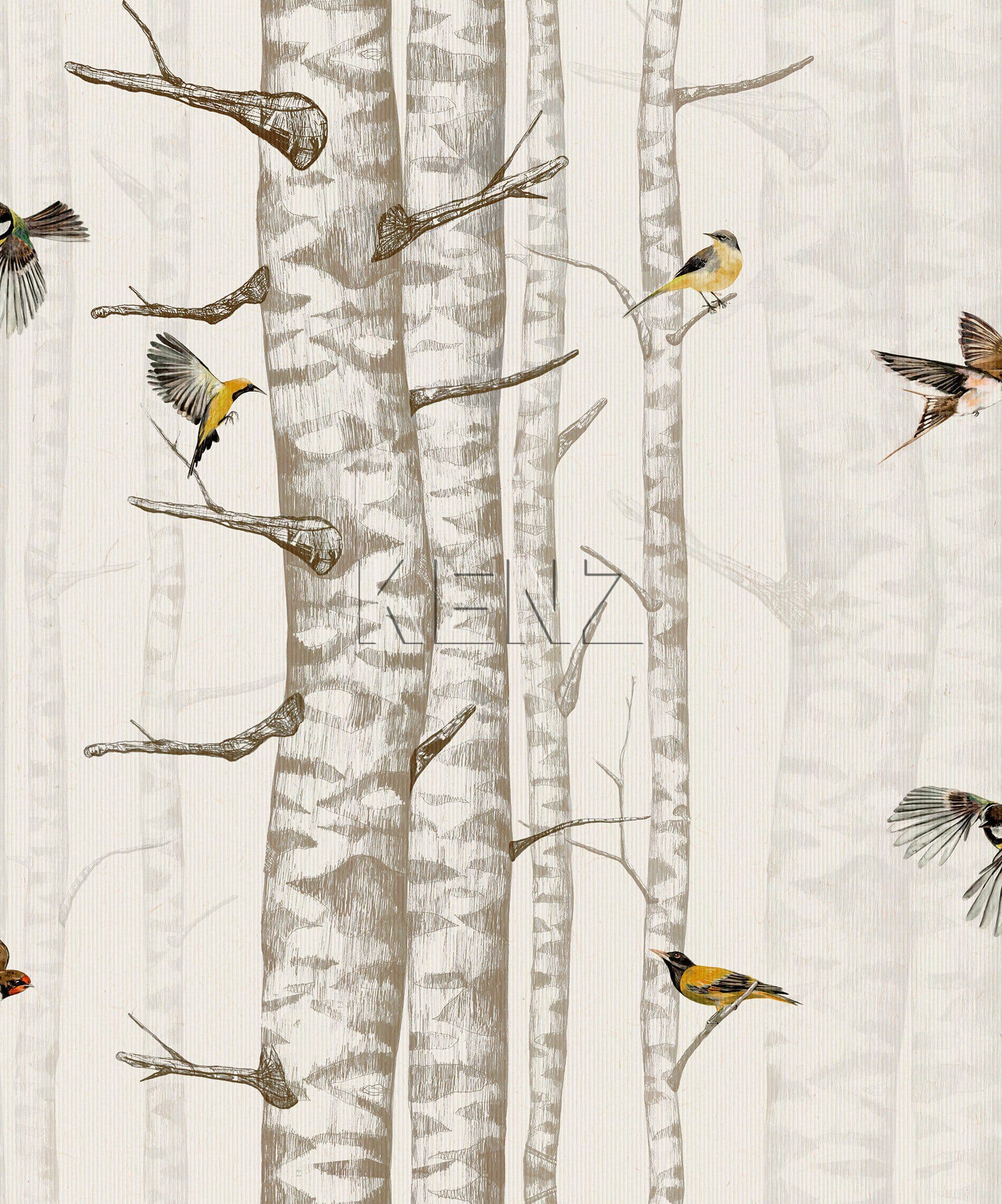 Birch Trees -  9500041