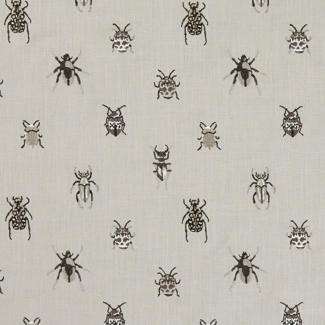 Beetle