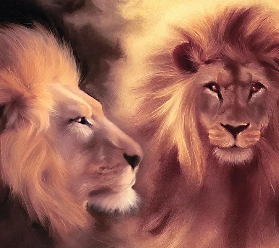Animals