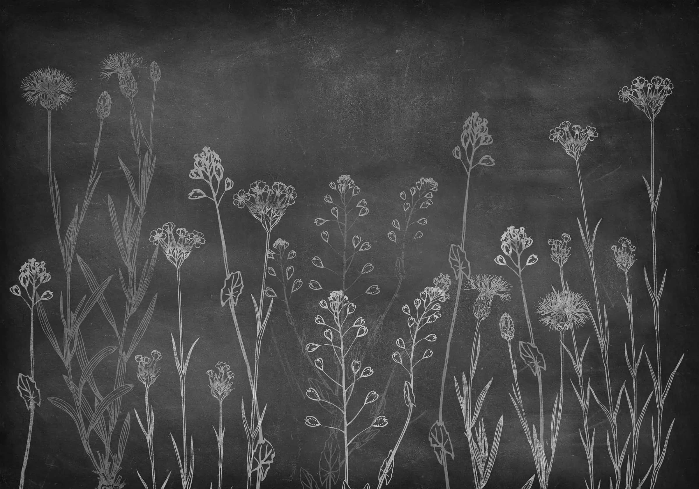 Wild Chalk