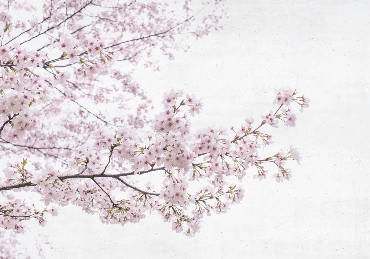 Blossom