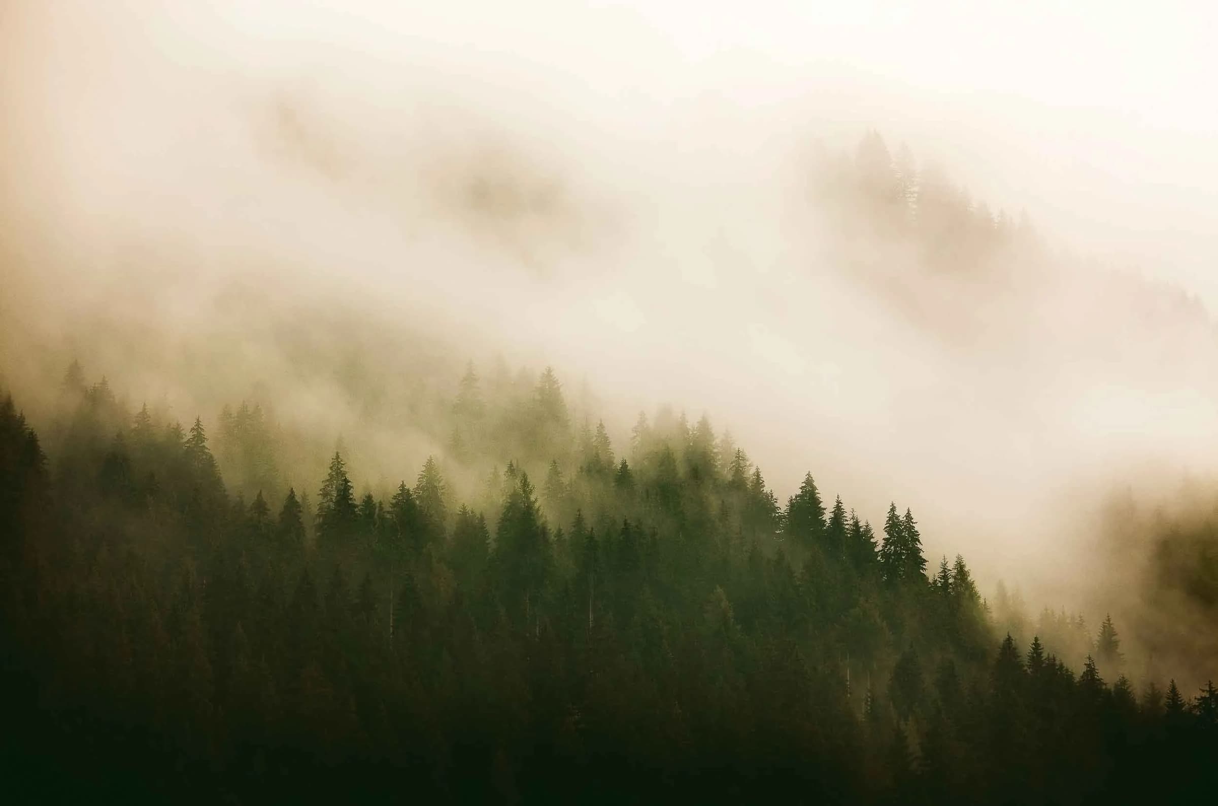 Woods for forest