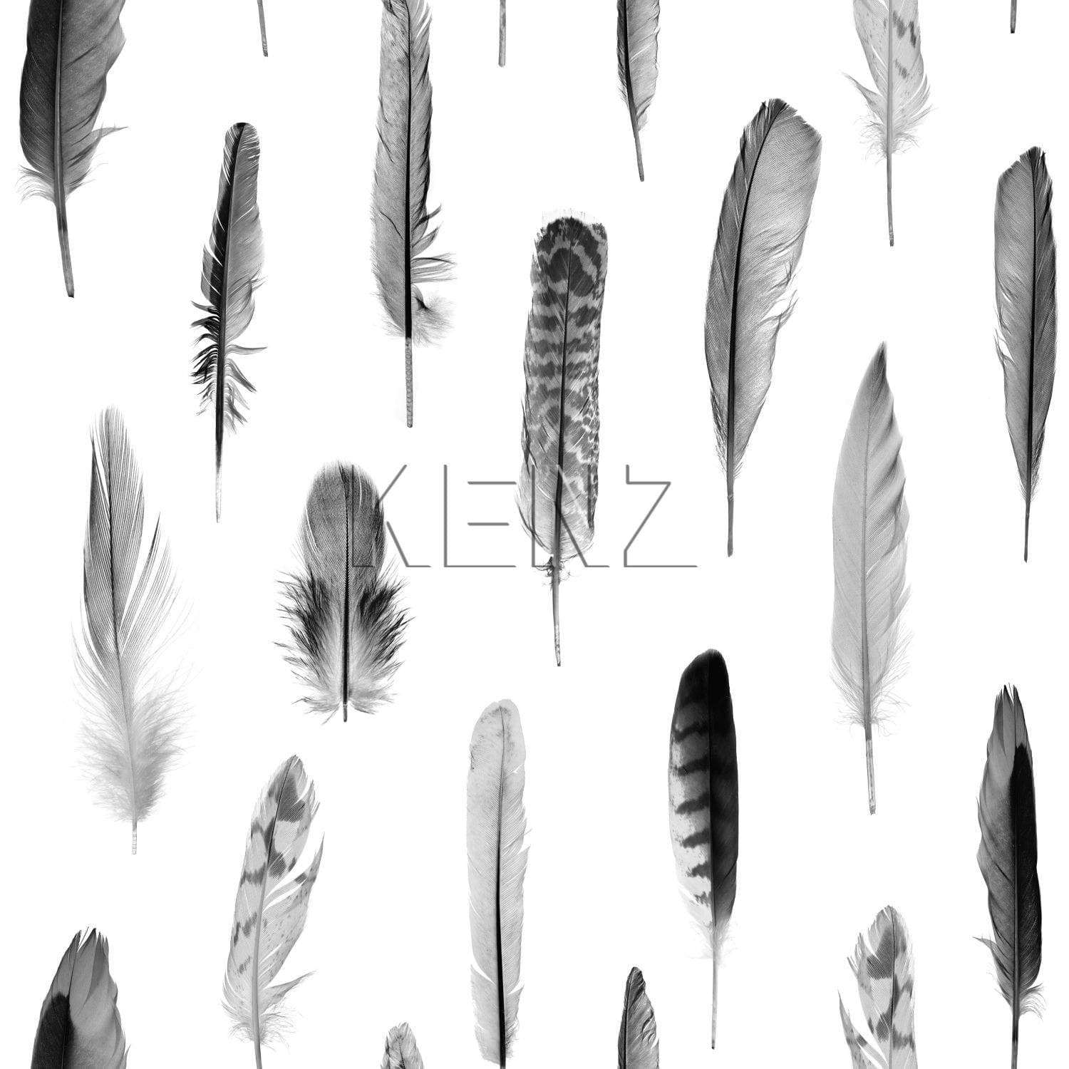wallpaper feathers black and matt white 138897