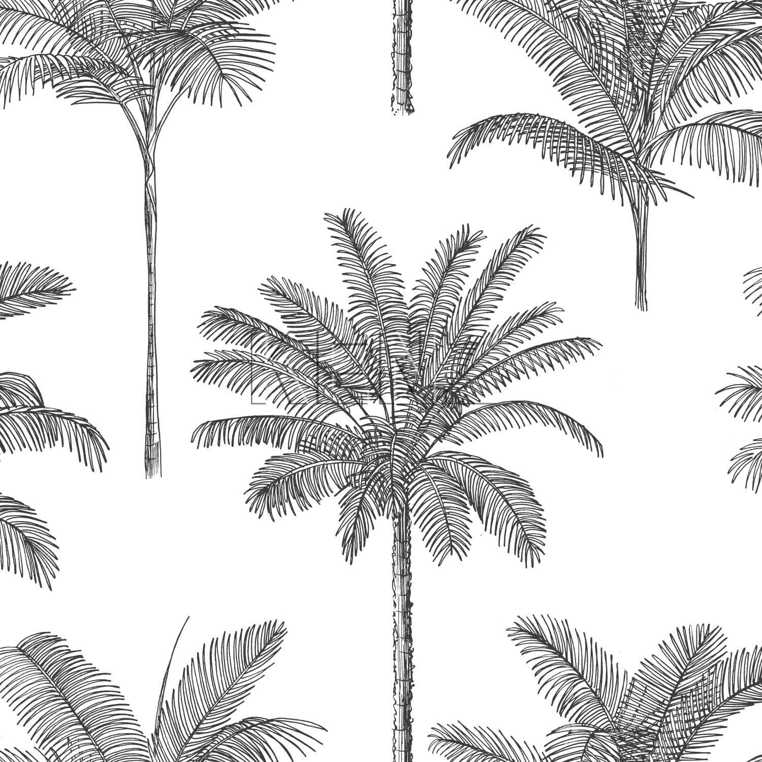 wallpaper palm trees black and white 139162