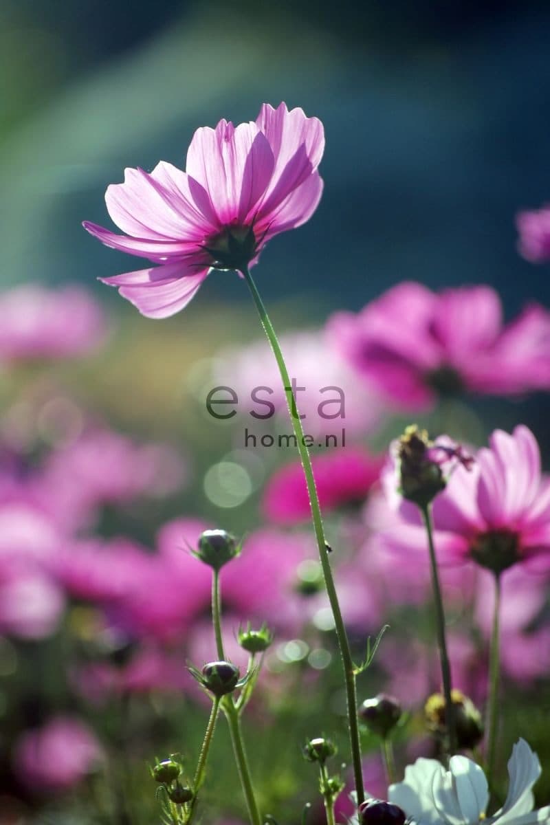 wall mural wild flowers pink 158005
