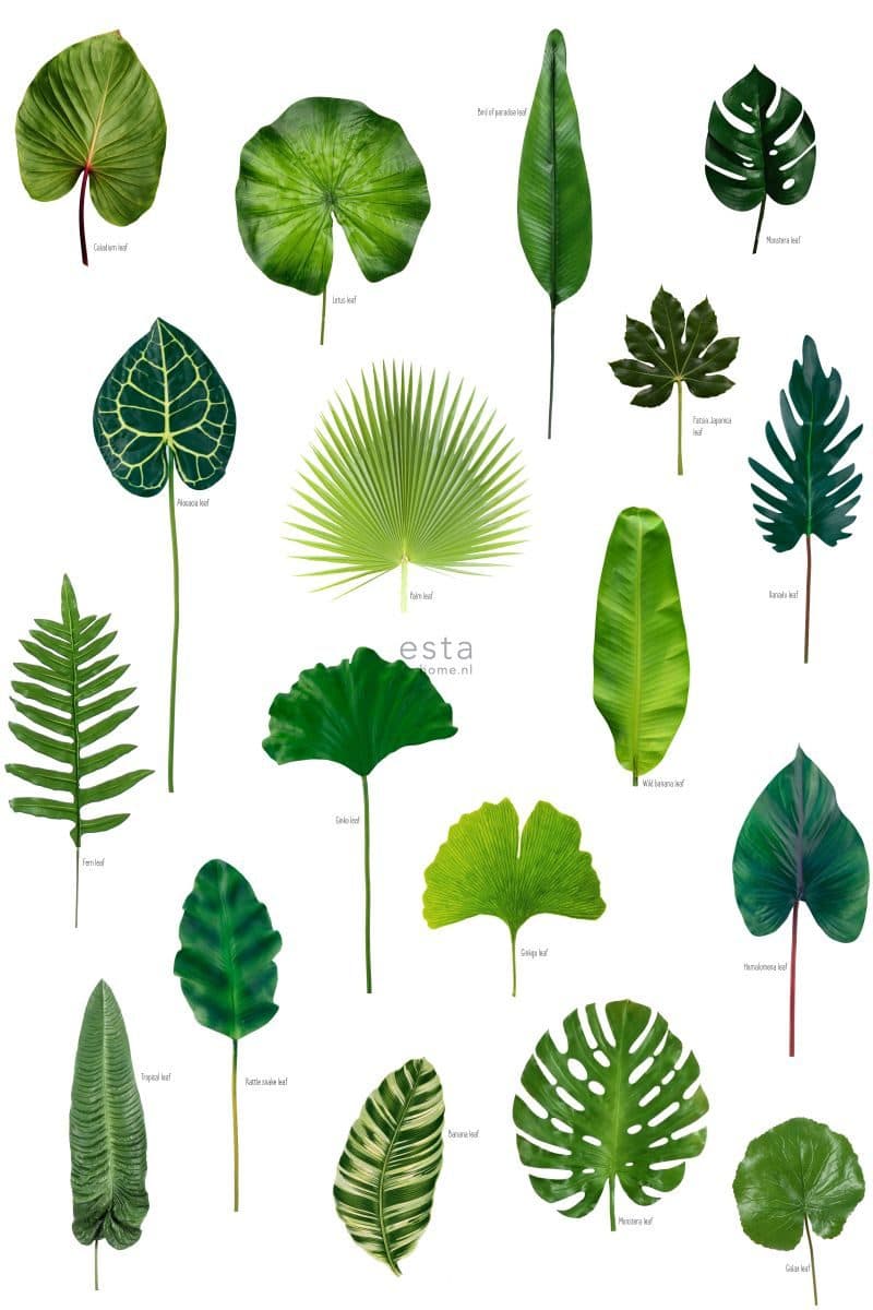 wall mural tropical jungle leaves tropical jungle green 158831