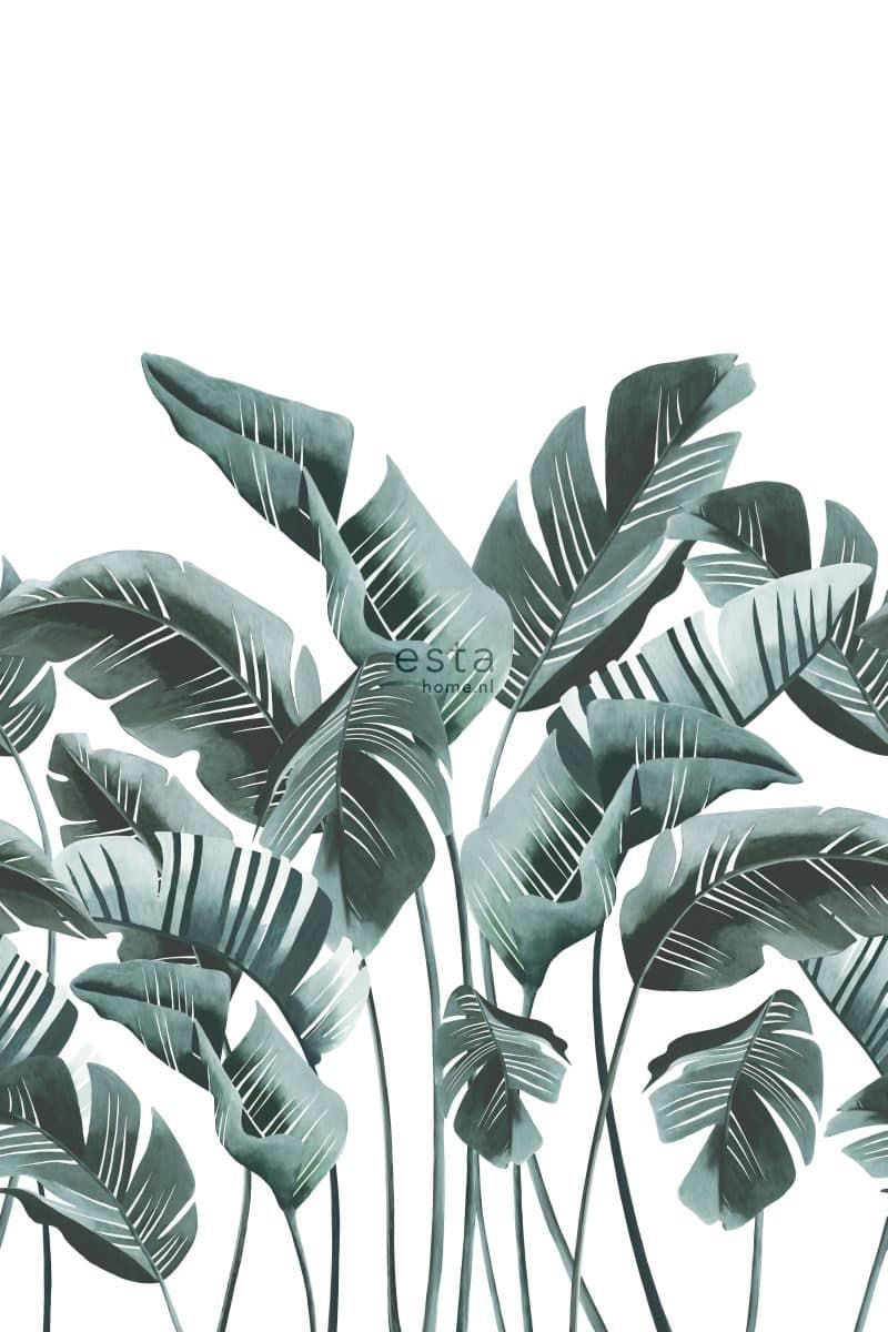 wall mural large banana leaves teal 158898