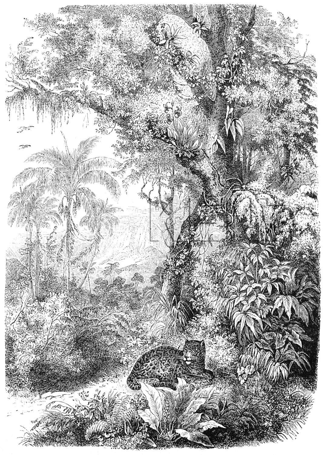 wall mural jungle motif black and white 158945