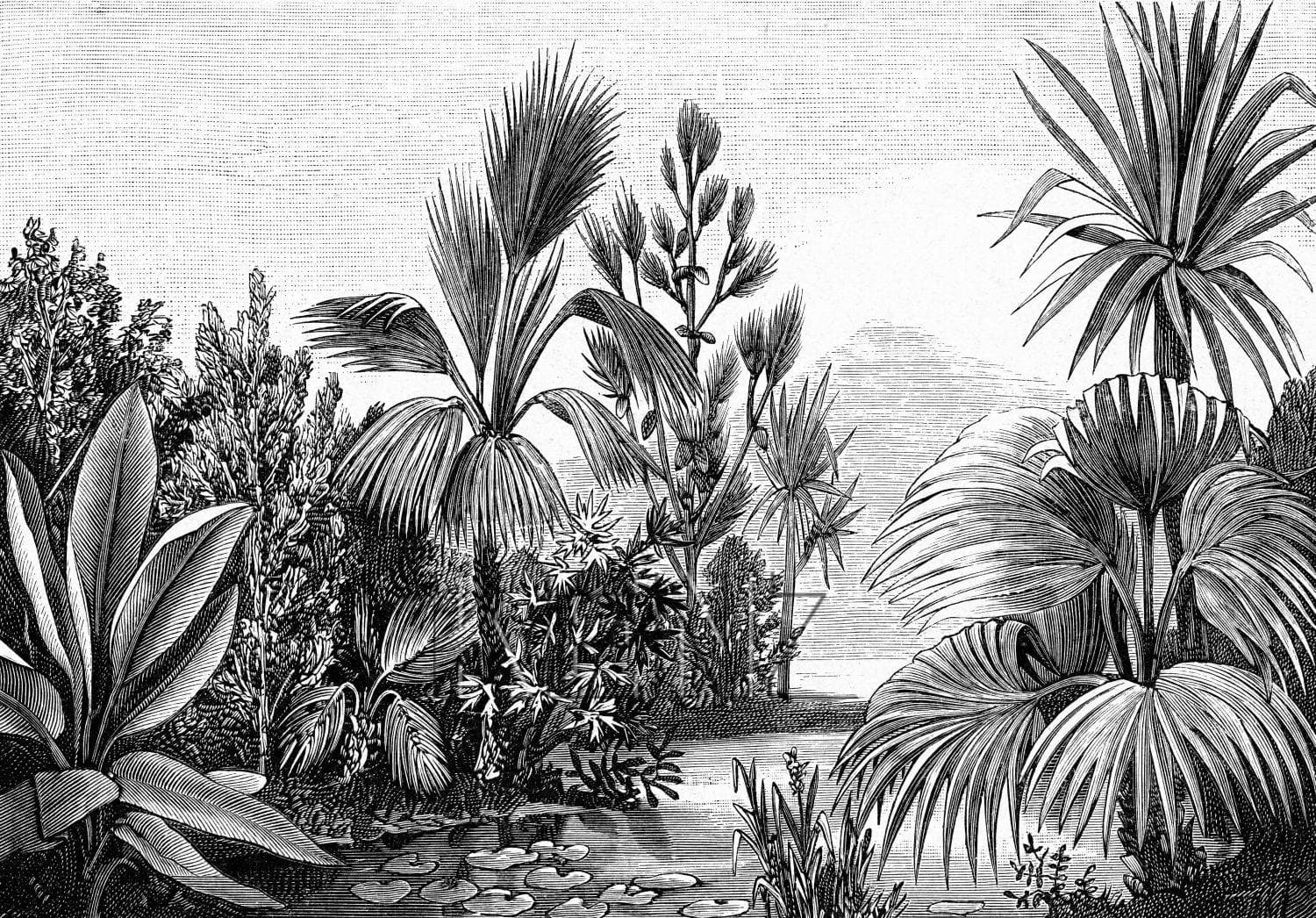 wall mural tropical landscape black and white 158953