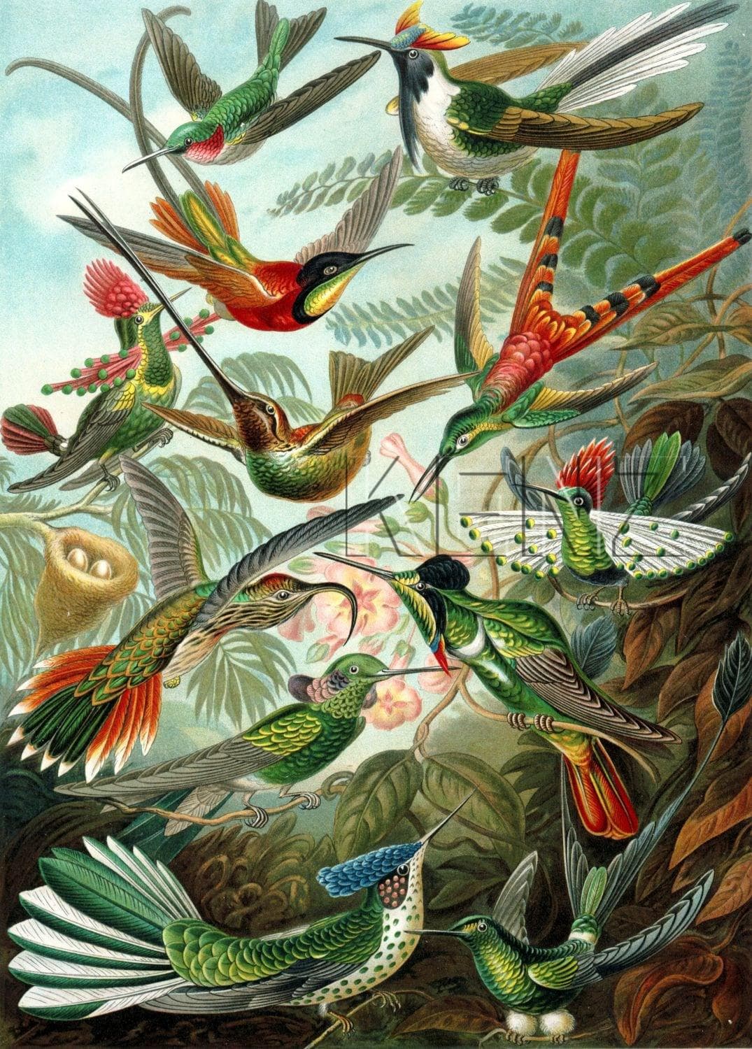 wall mural birds tropical jungle green 158954
