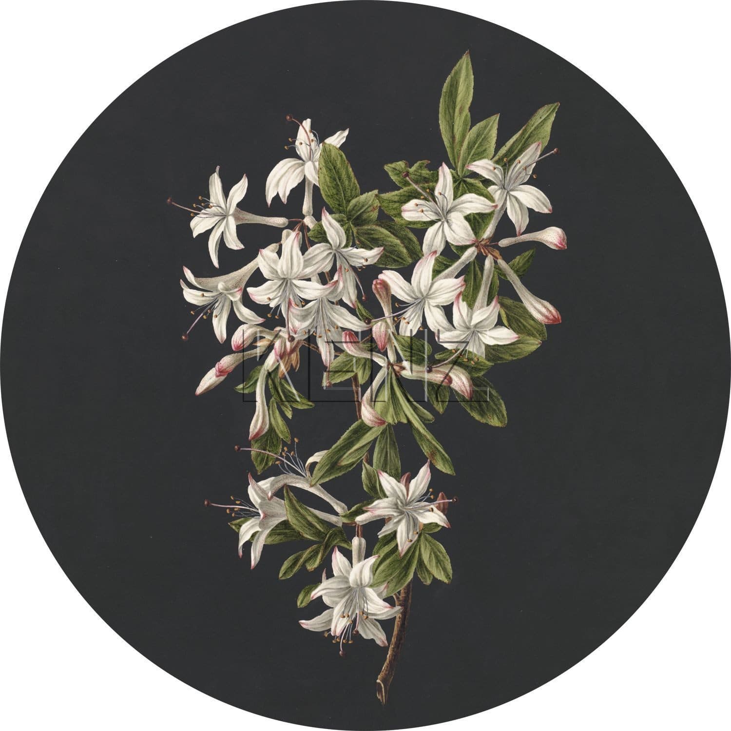 self-adhesive wallpaper circle blossom branch light pink and black 158992