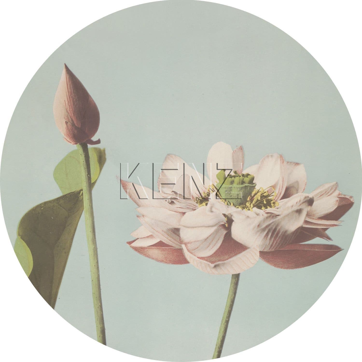 self-adhesive wallpaper circle lotus flower soft pink and greyish blue 158994