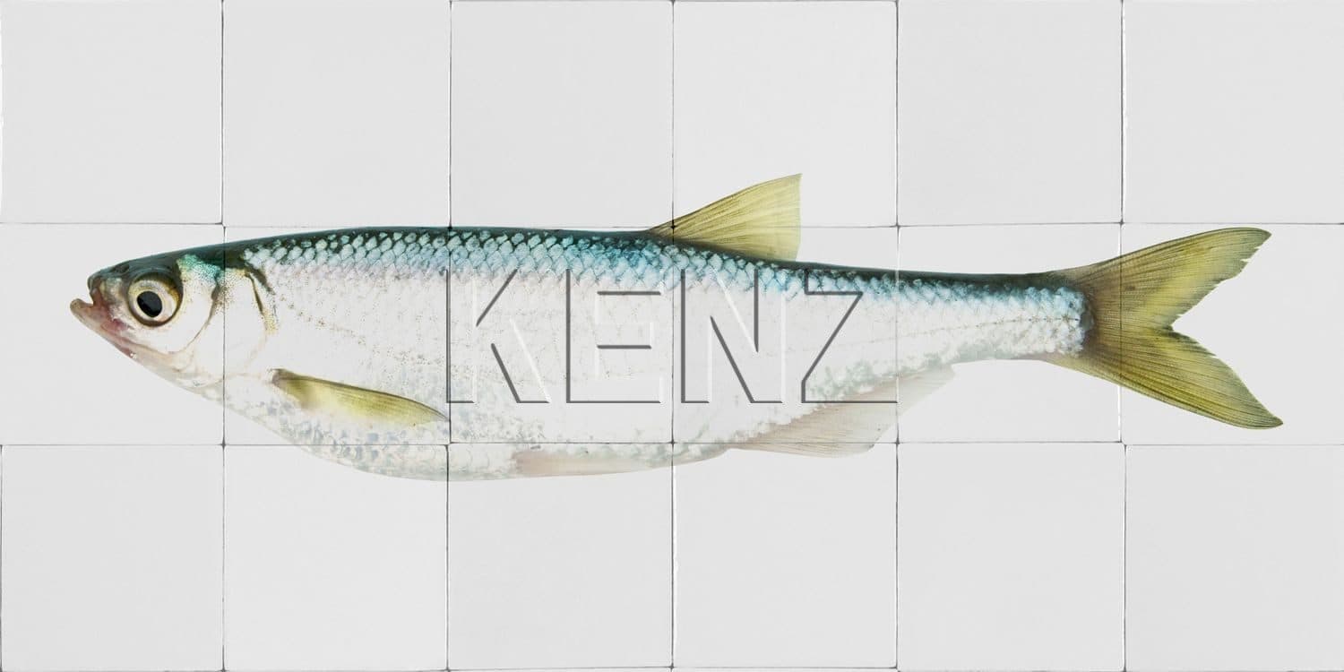 wall sticker fish yellow and blue 159028