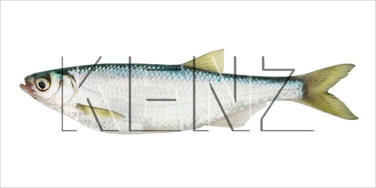 wall sticker fish yellow and blue 159038