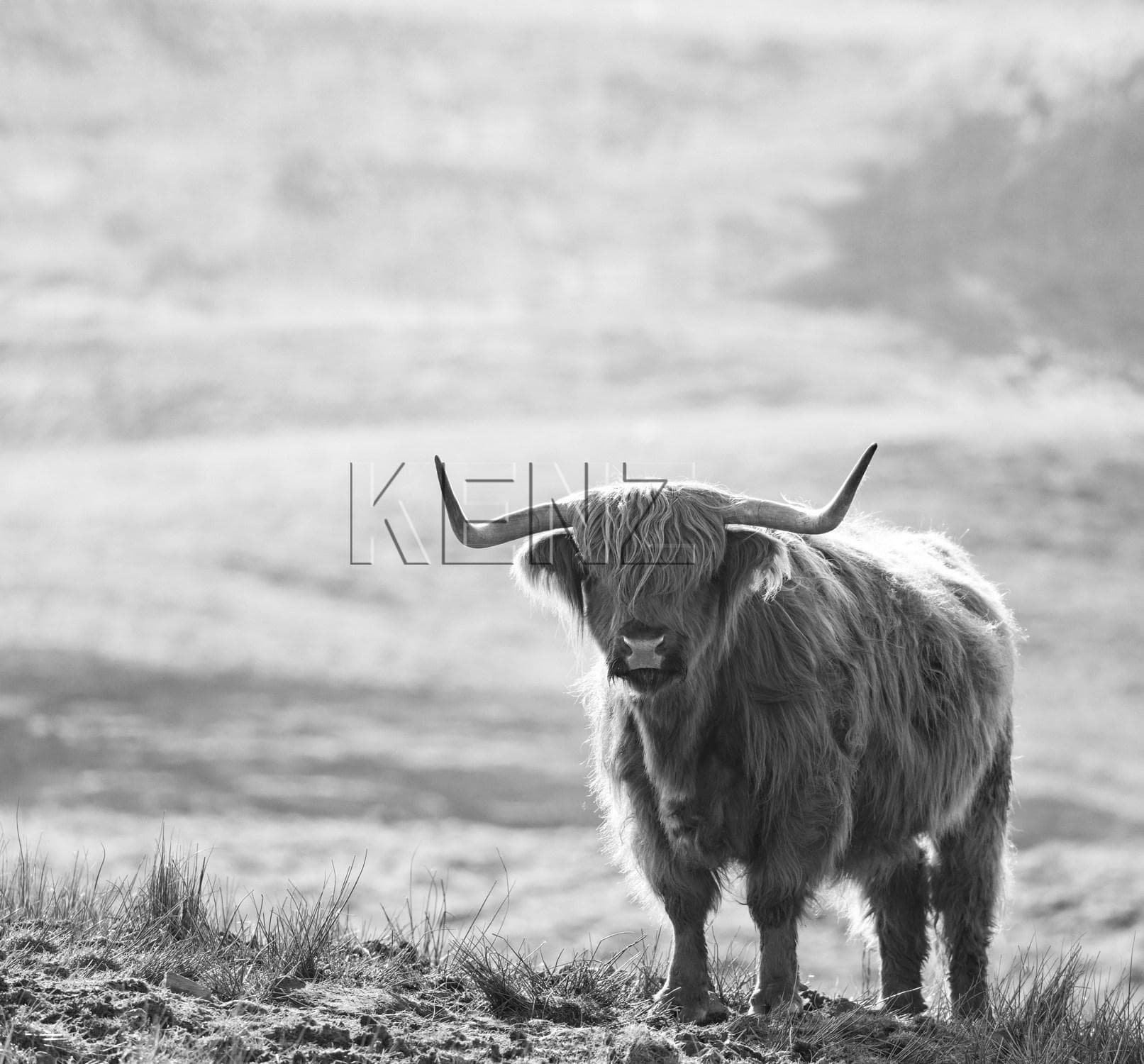 wall mural scottish highlander black and white 950001