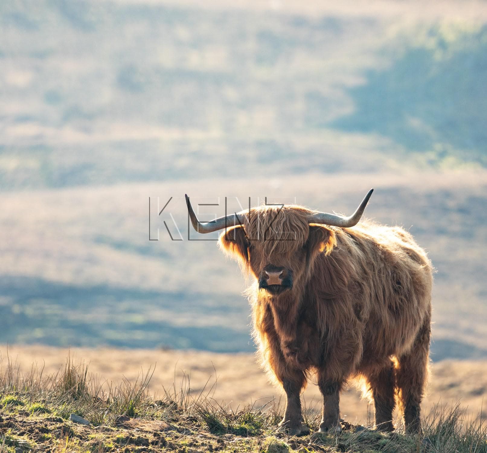 wall mural scottish highlander multicolored 950002