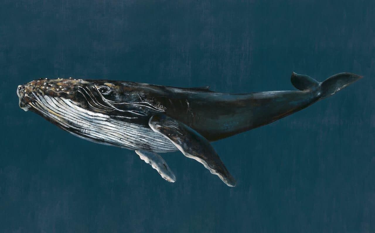 Humpback Whale Ocean