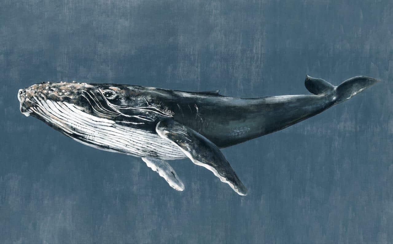 Humpback Whale Vintage