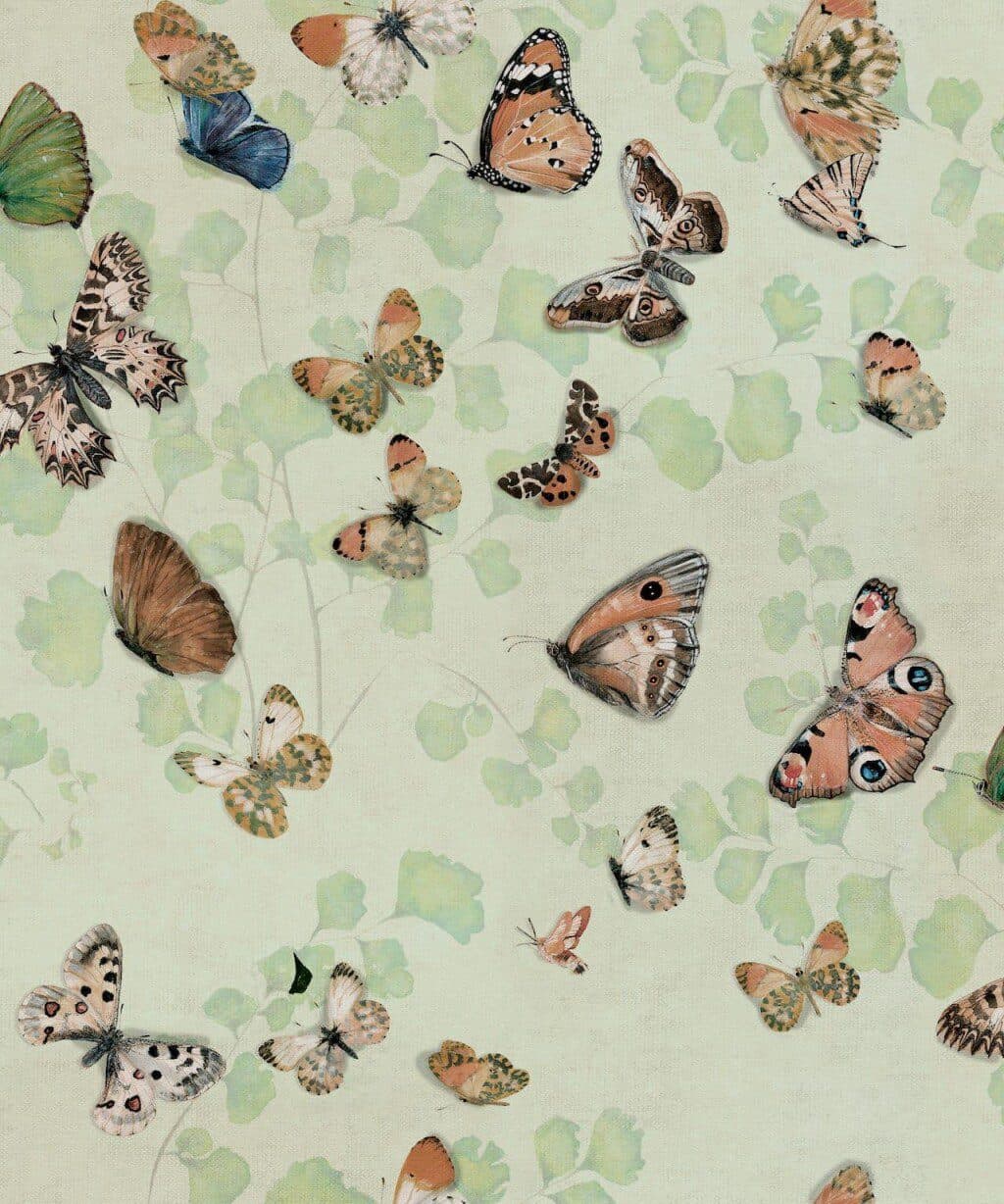 Magic butterflies Maca