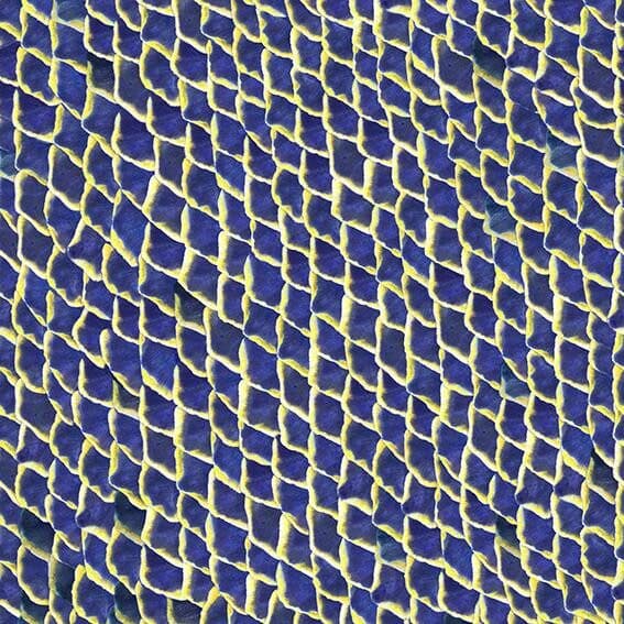 Fish Skin – 5800032
