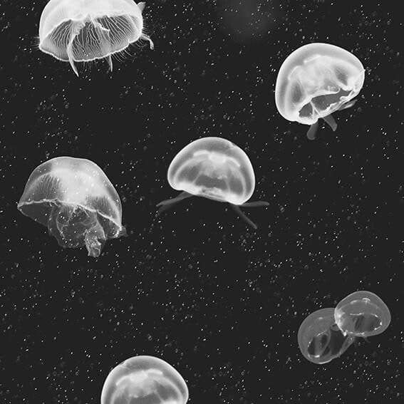 Jellyfish – 5800012