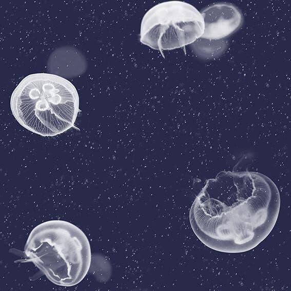 Jellyfish – 5800011