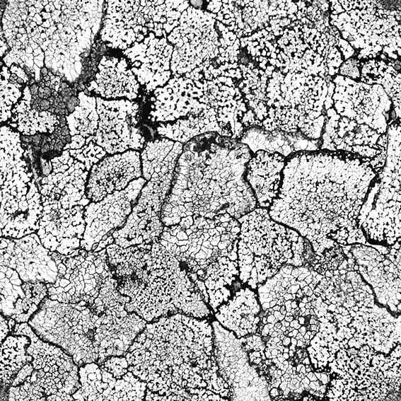 Liquen – 5800061