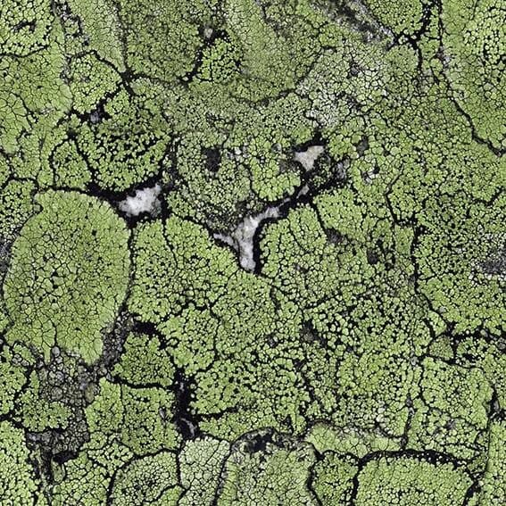 Liquen – 5800062