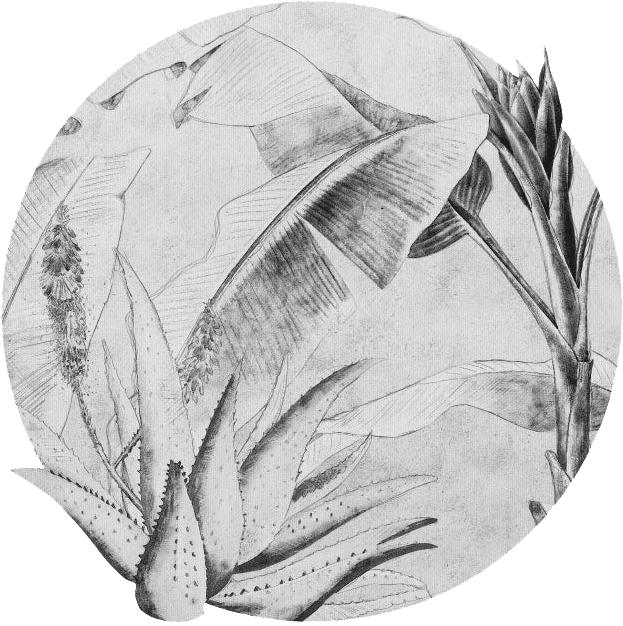 Rainforest Sketch kolo wymiarowanie