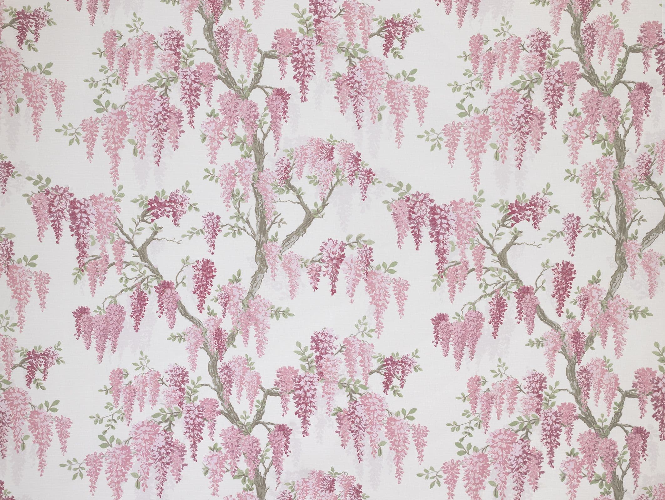 Wisteria