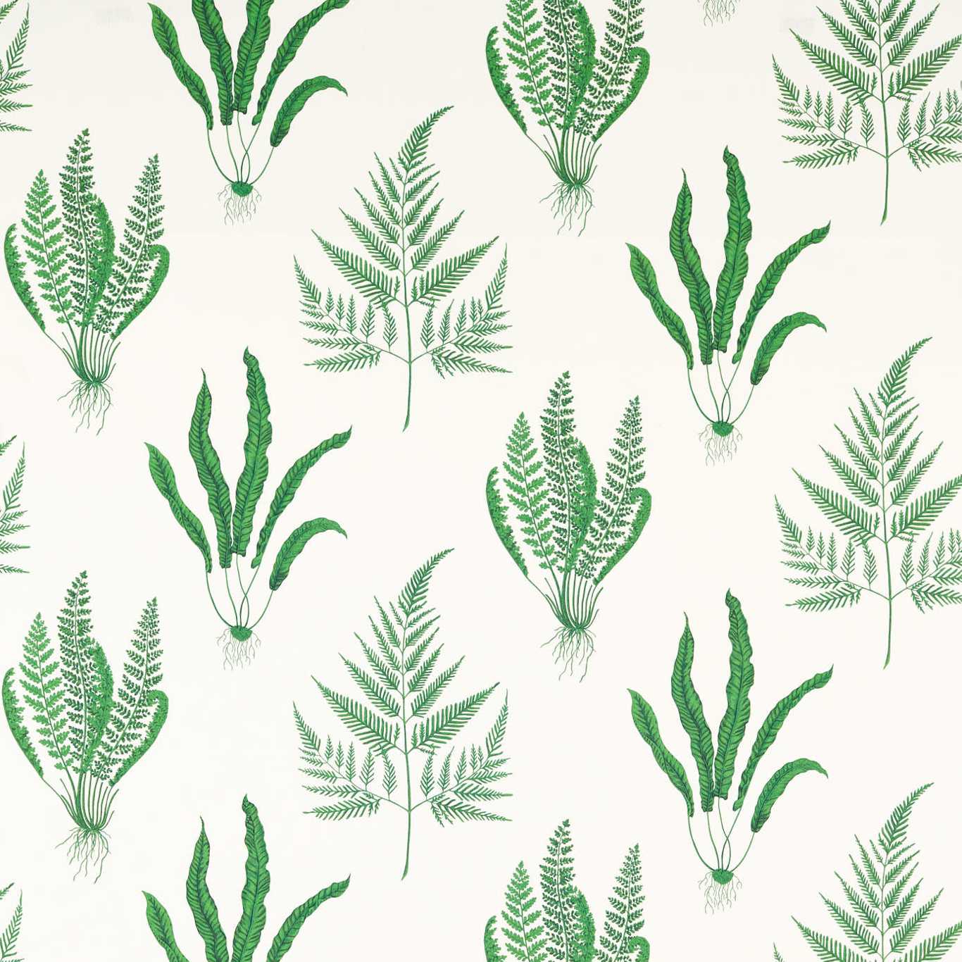 Woodland Ferns