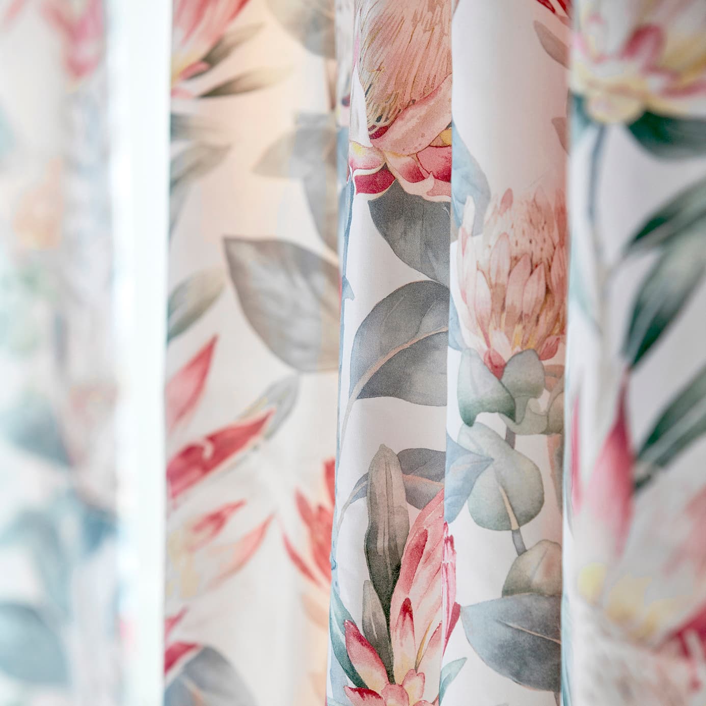 King Protea