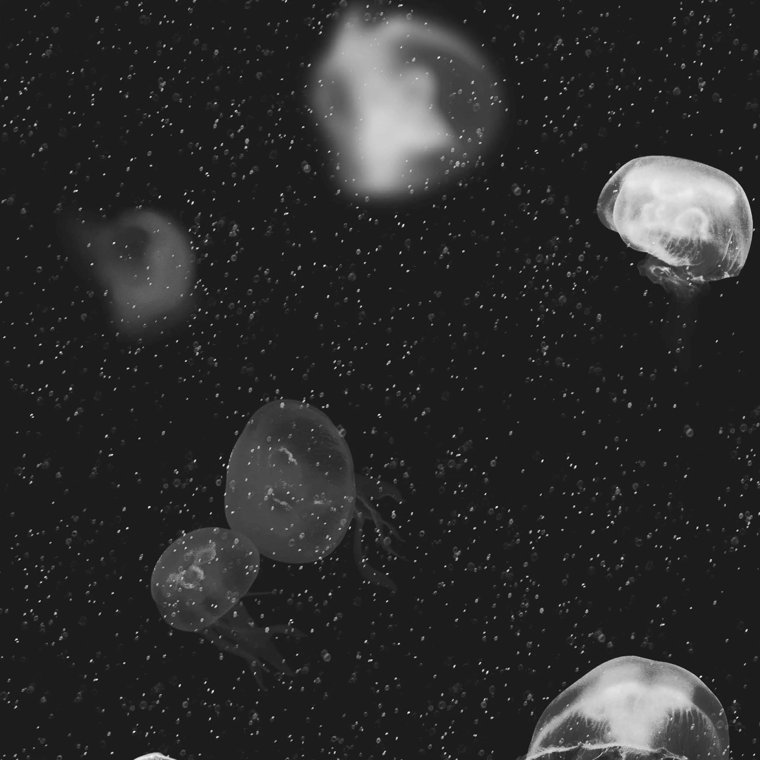 Jellyfish