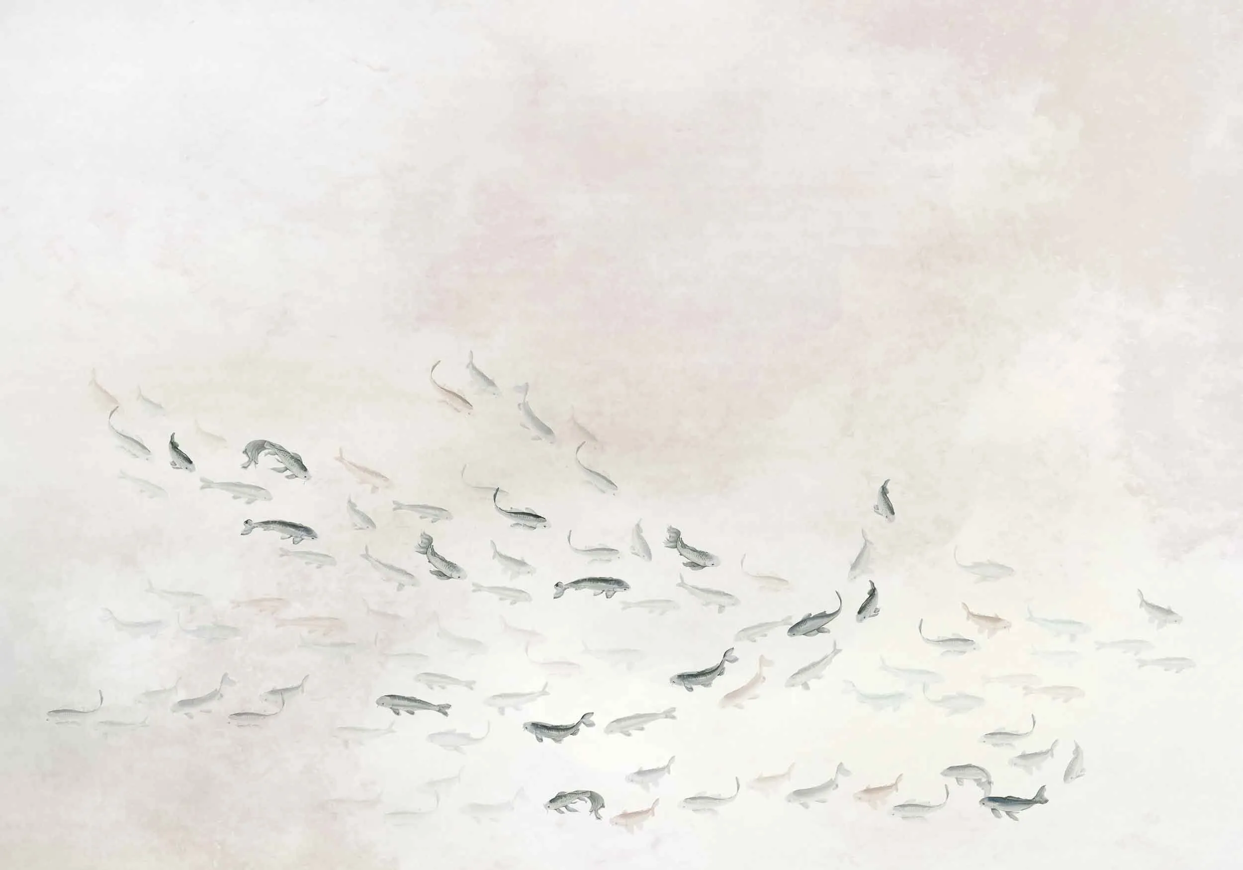 Core – Koi