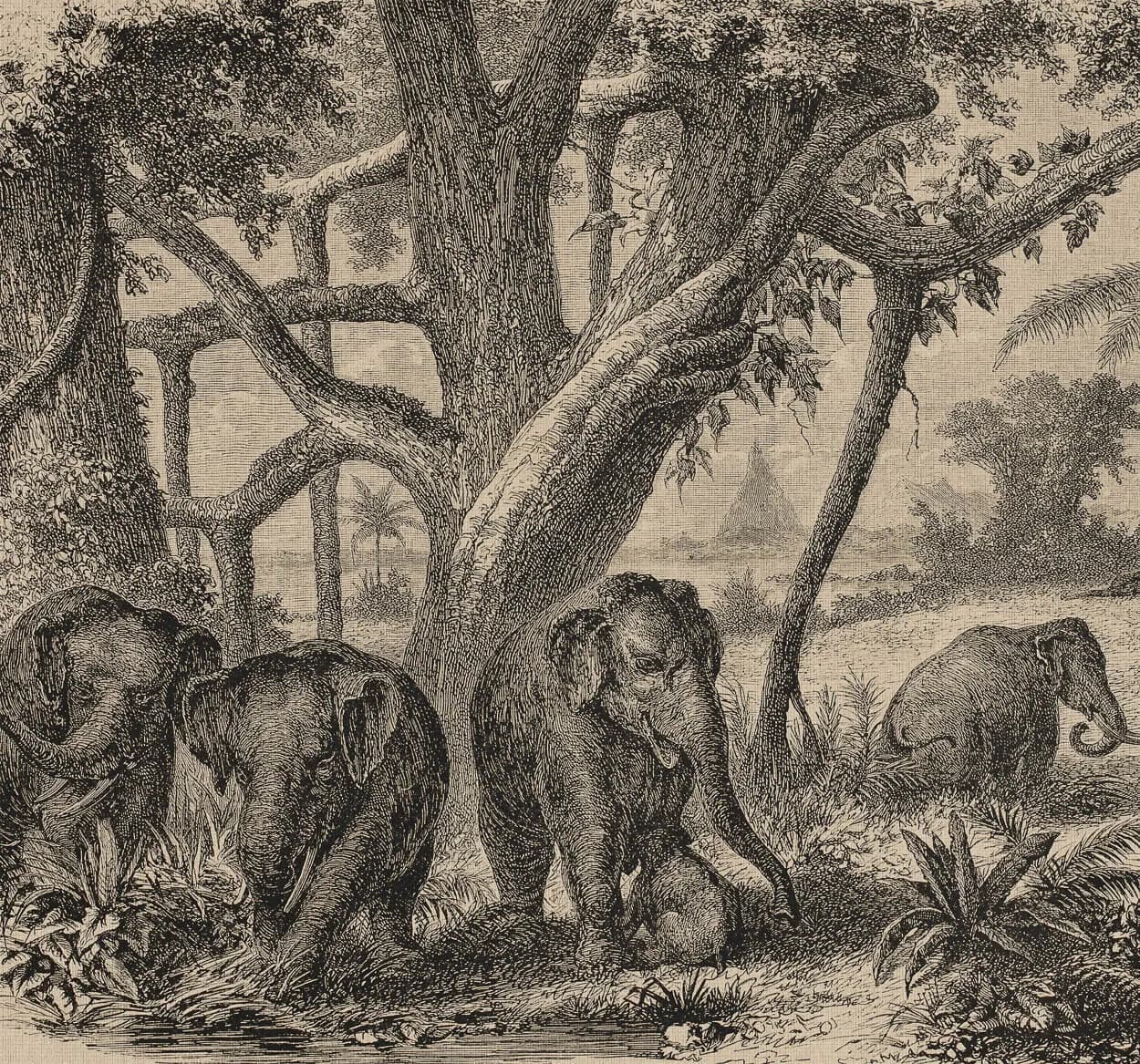Elephants